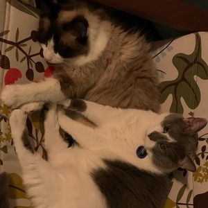 Meet your Posher, Holly